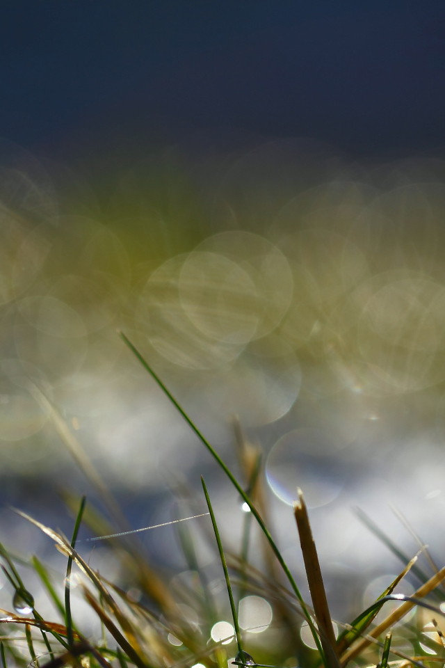 На траве утренняя роса