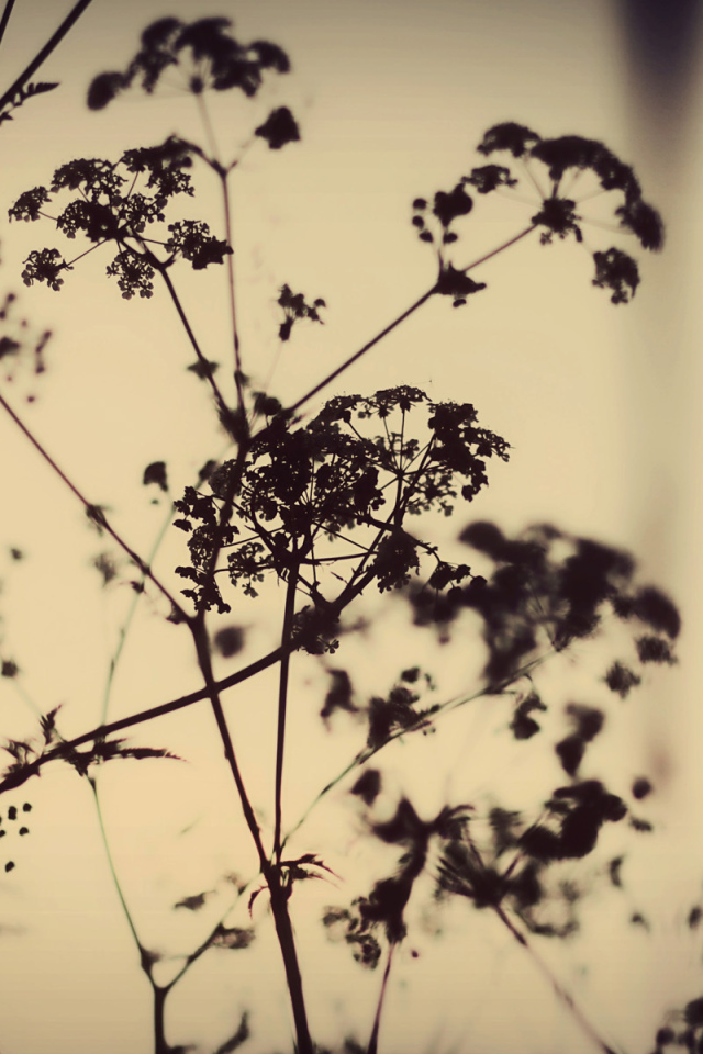 Силуэты растений