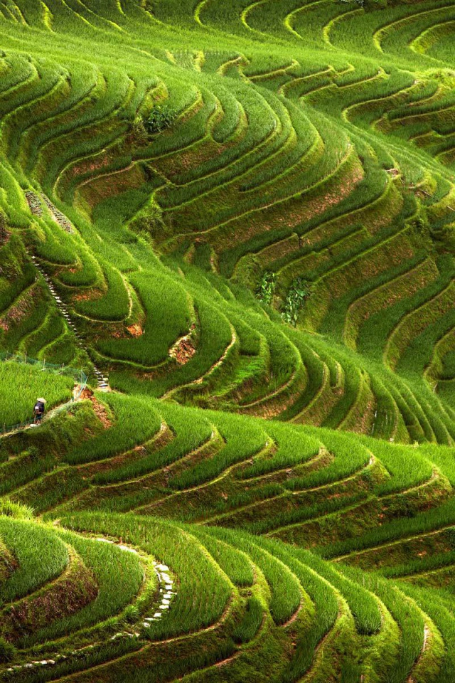 Чайные плантации в горах