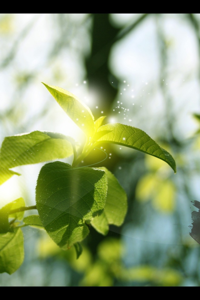 Ветка дерева