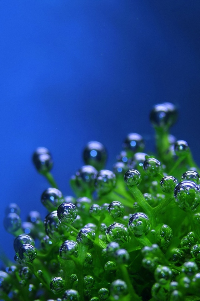 Пузырьки на растении