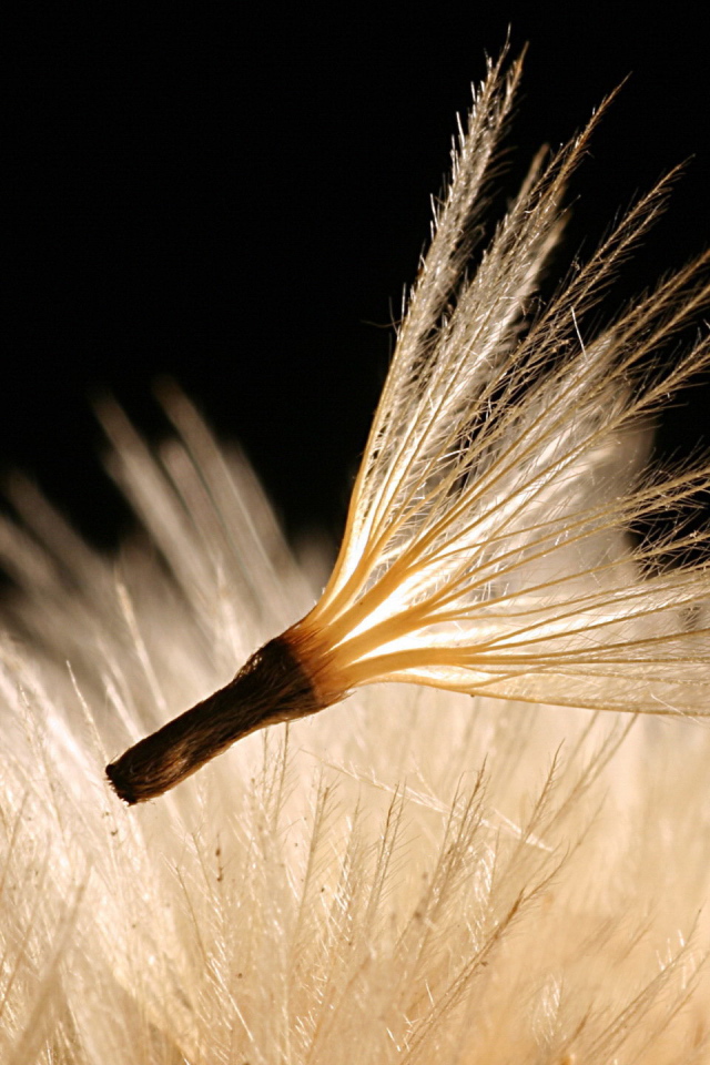 Пушинка одуванчика