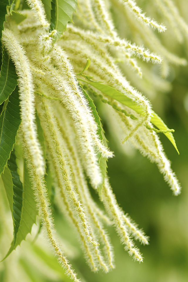 Листья и цветы дерева