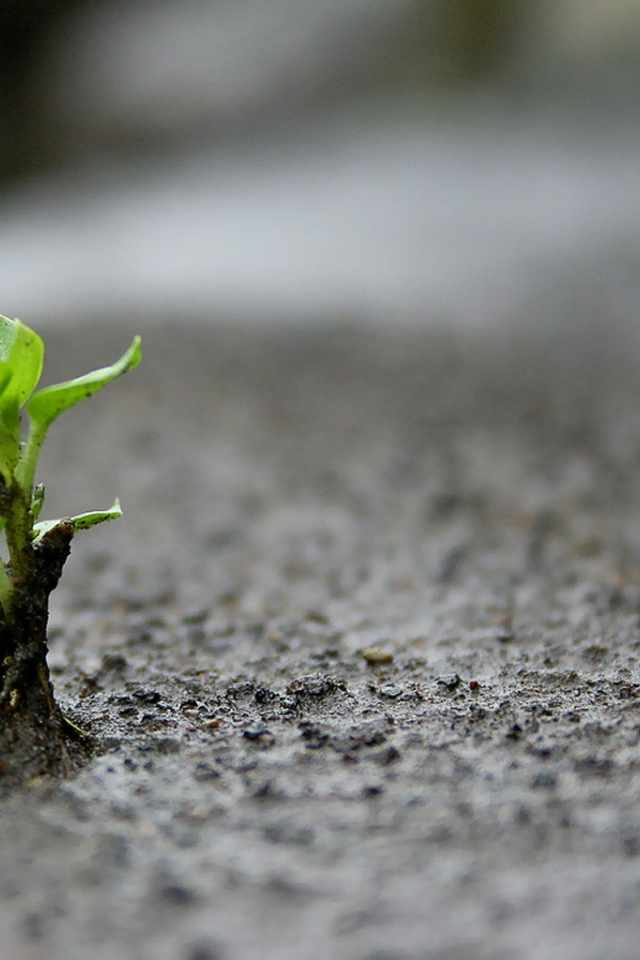 Маленький зеленый росток