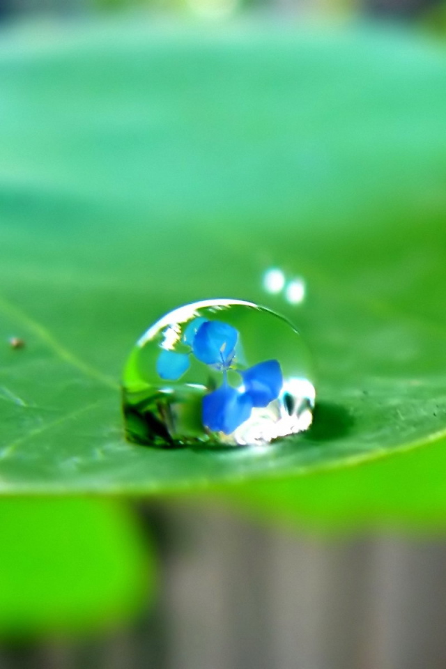 	   The reflection in the drop
