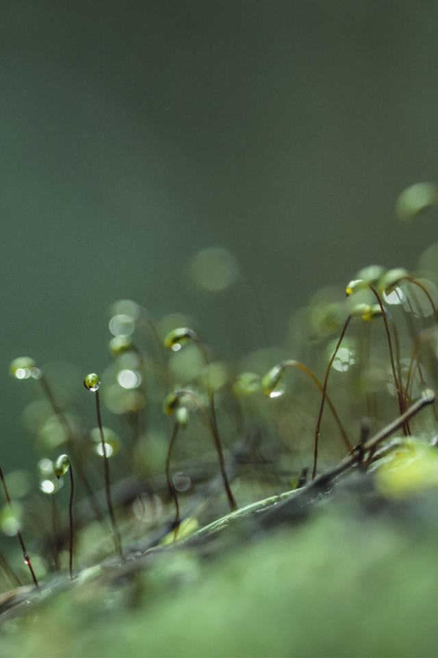 Ростки с каплями воды