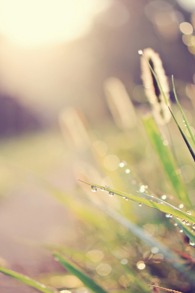 Капли воды на траве