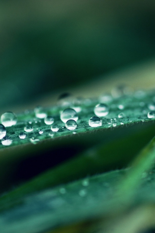 Капли воды на листьях