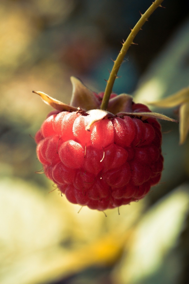 Ягода малина