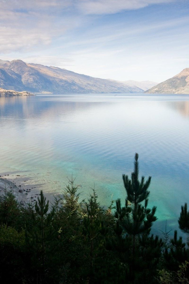 Хвойные деревья на берегу озера