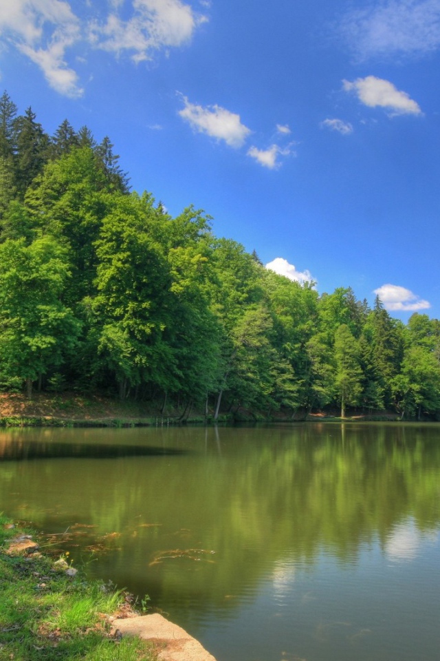 Густой лес на берегу озера