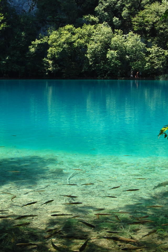 Рыба в чистой воде озера