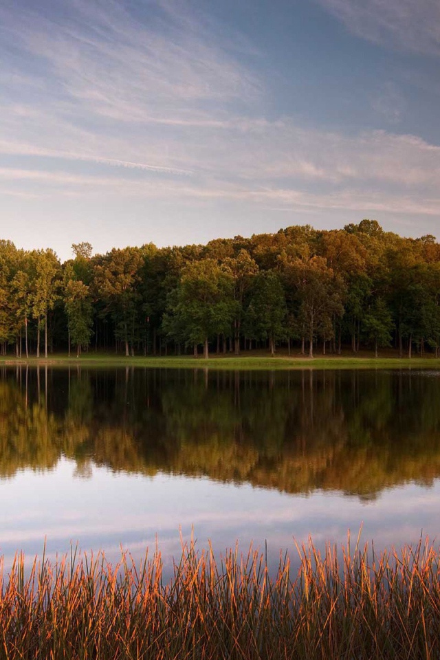 Зеленый лес вокруг озера