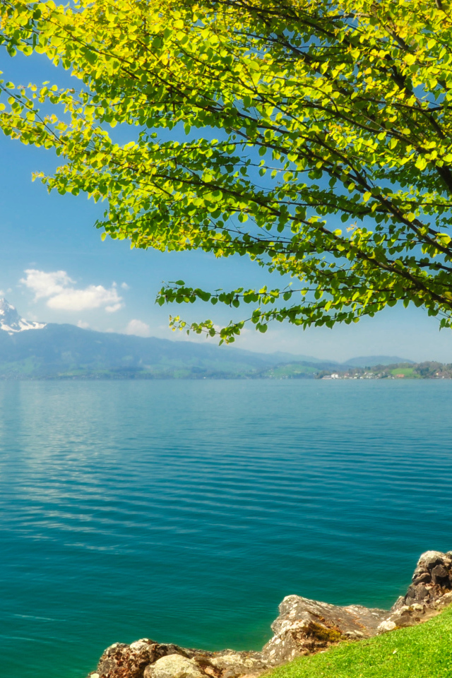 Зеленое дерево на берегу озера