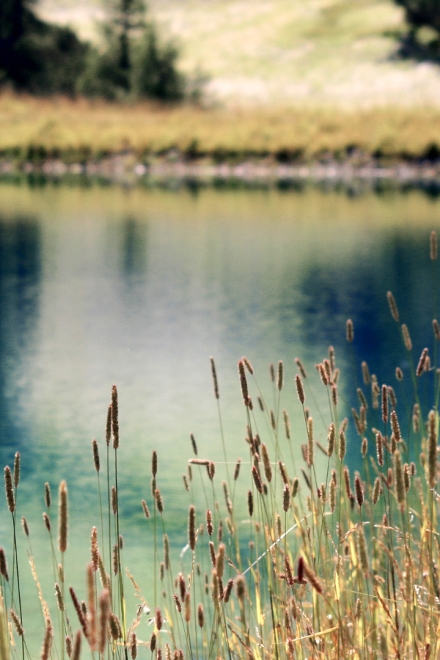 Растения на берегу озера