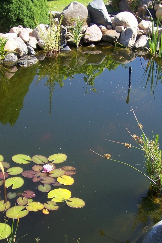 Пруд в саду