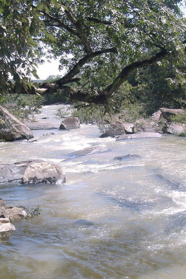 Каменистая река с деревьями на берегу