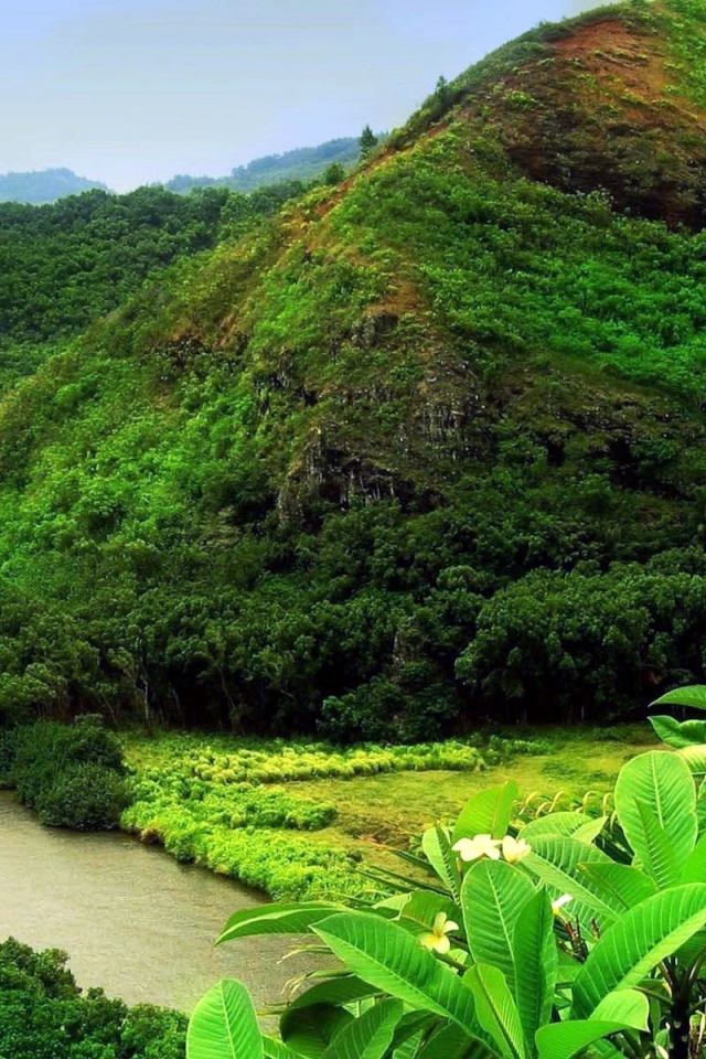 Джунгли вдоль реки