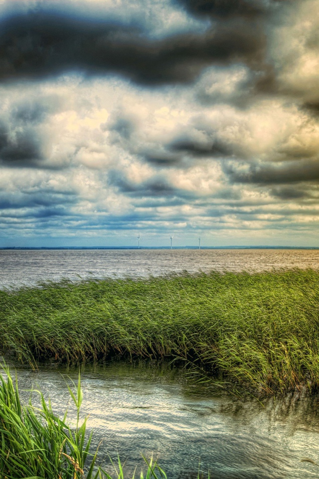 Заросший берег озера