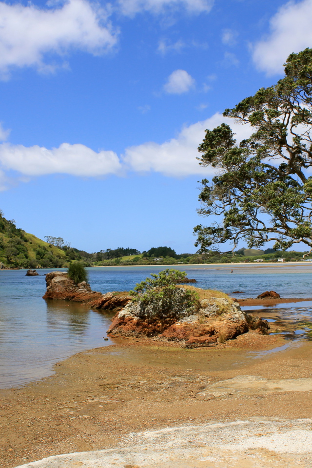 Дерево на берегу озера
