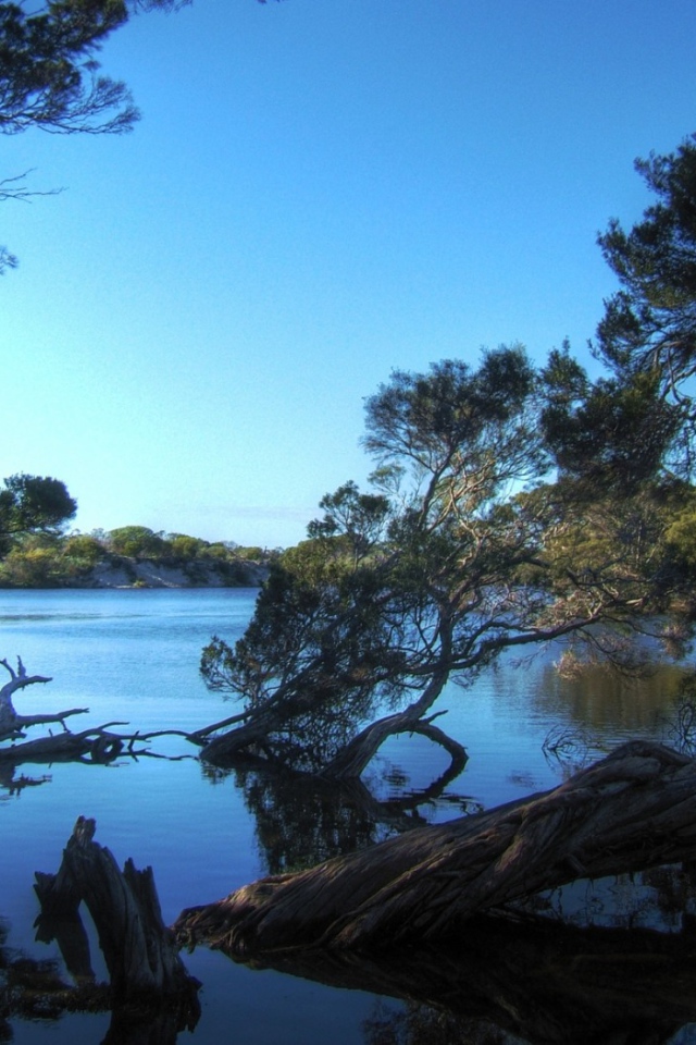 Деревья затопленные водой