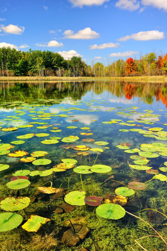 Кувшинки на поверхности озера