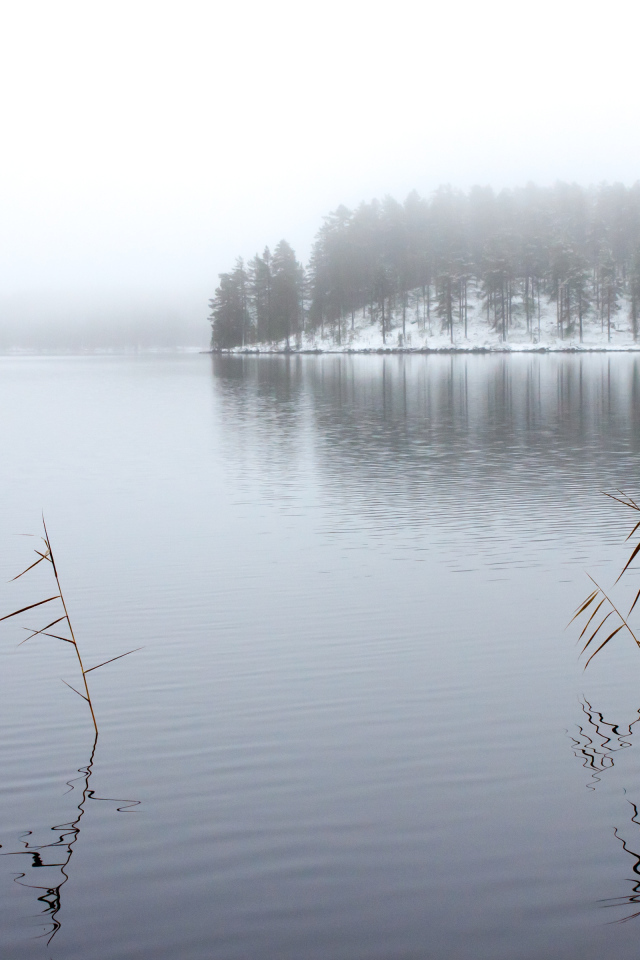 Winter lake in the fog