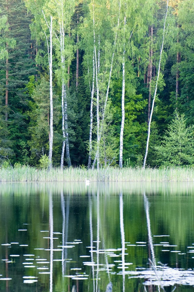 	   Forest lake in Poland