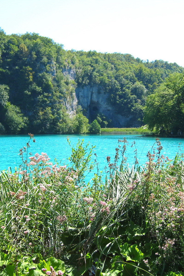Трава на берегу озера