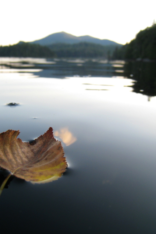 Листок на горном озере