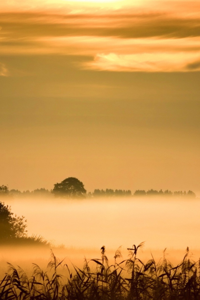 Утренний туман над болотом