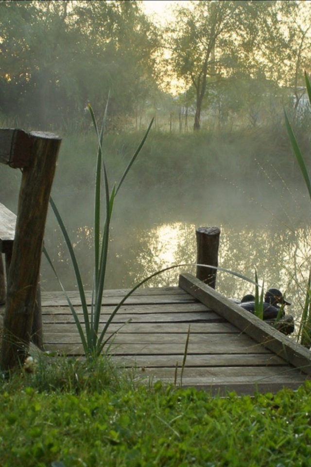 	   Morning fog over the pond