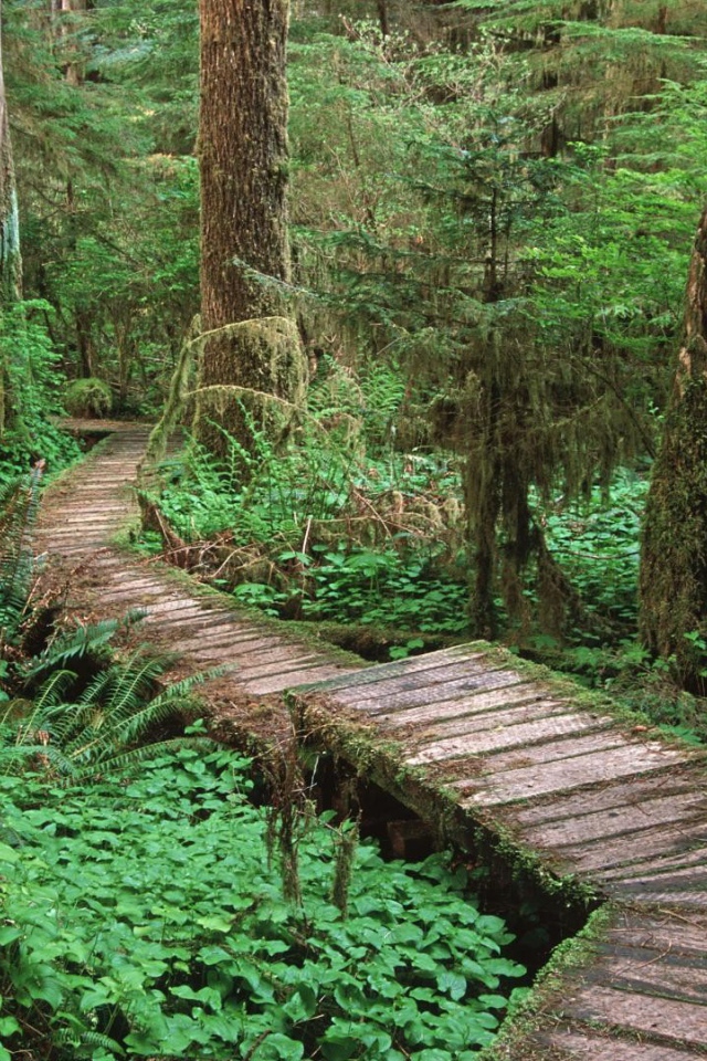 Дорога через болото