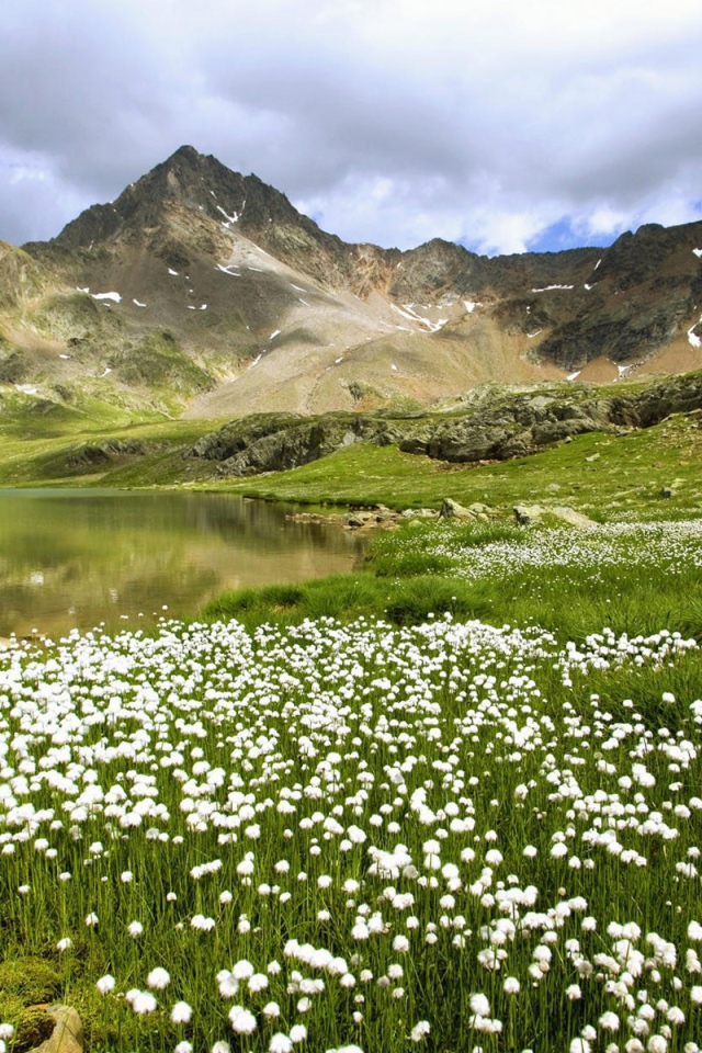 Долина с одуванчиками