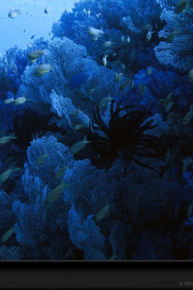 Голубое подводное царство