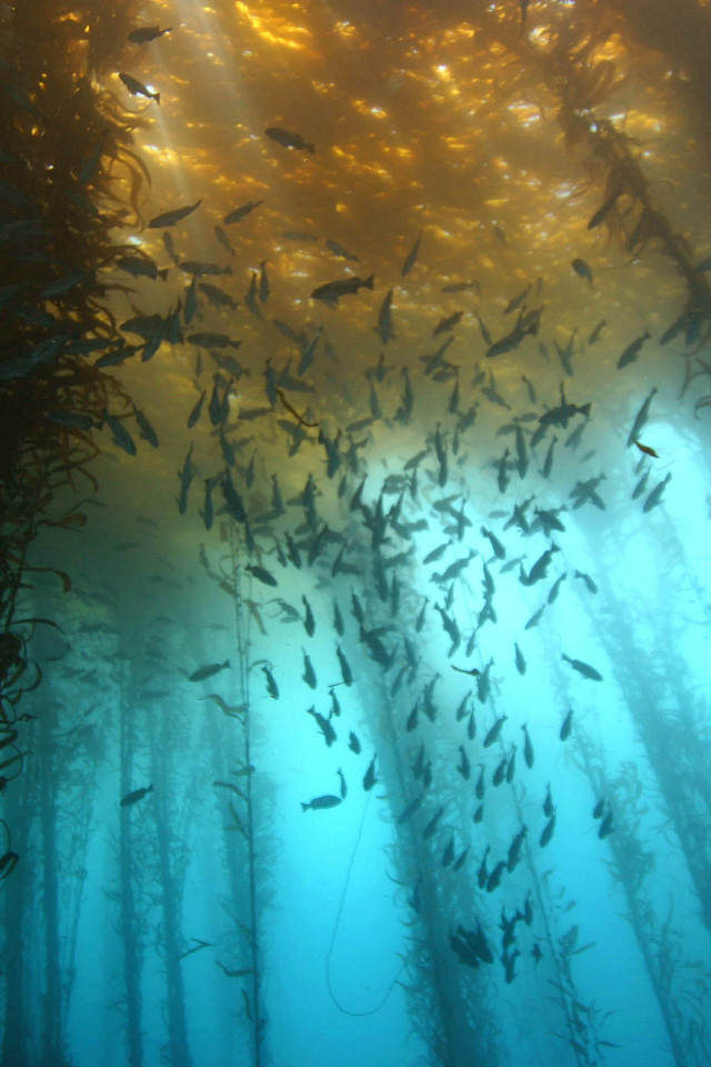 Подводный лес из водорослей