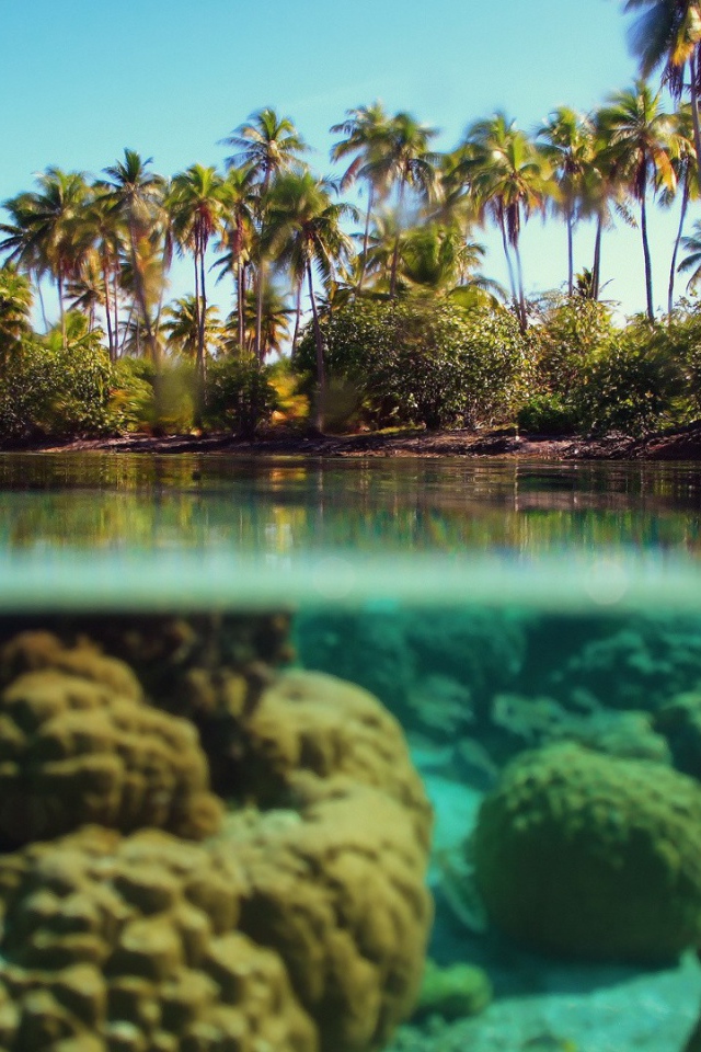 Растения на суше и в воде
