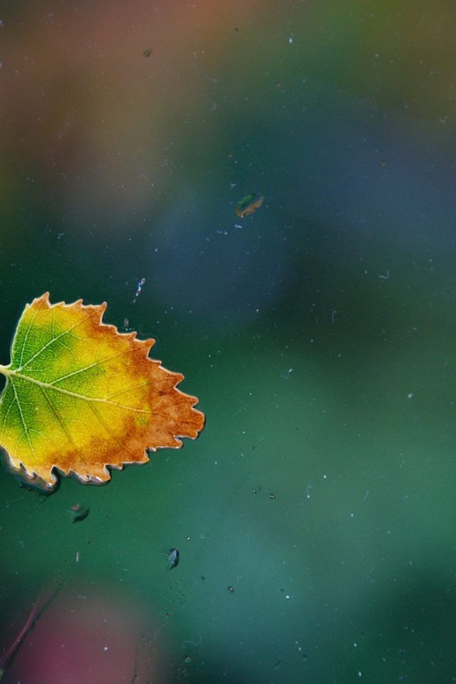 Осенний лист прилип к стеклу