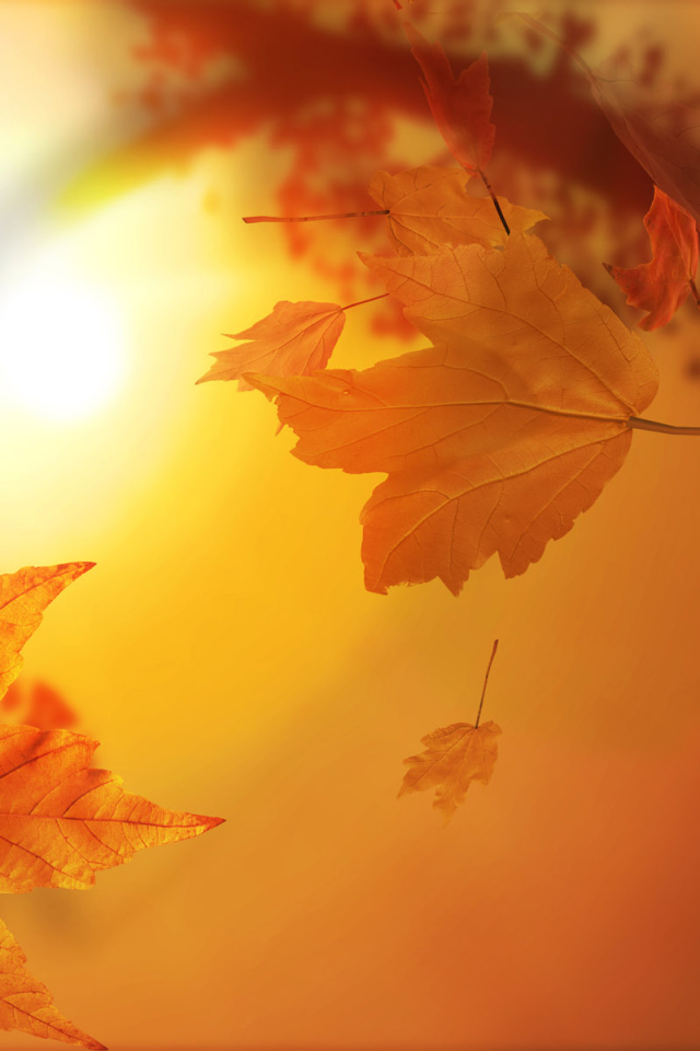 Осенние листья на солнце