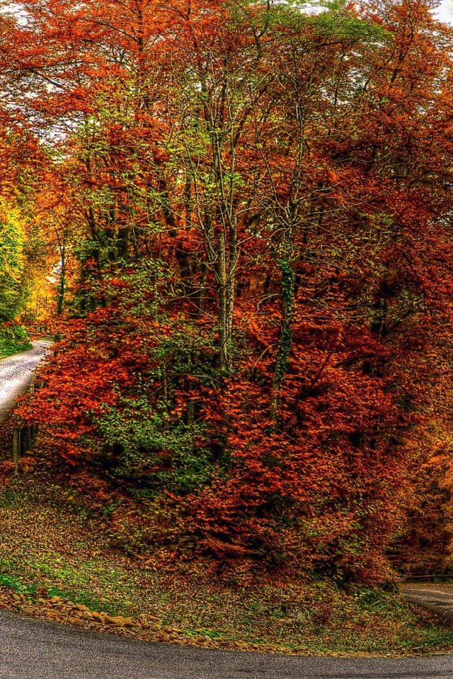 Autumn on a mountain road