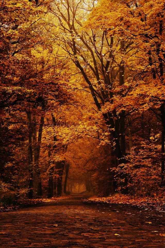 Глухой лес осенью