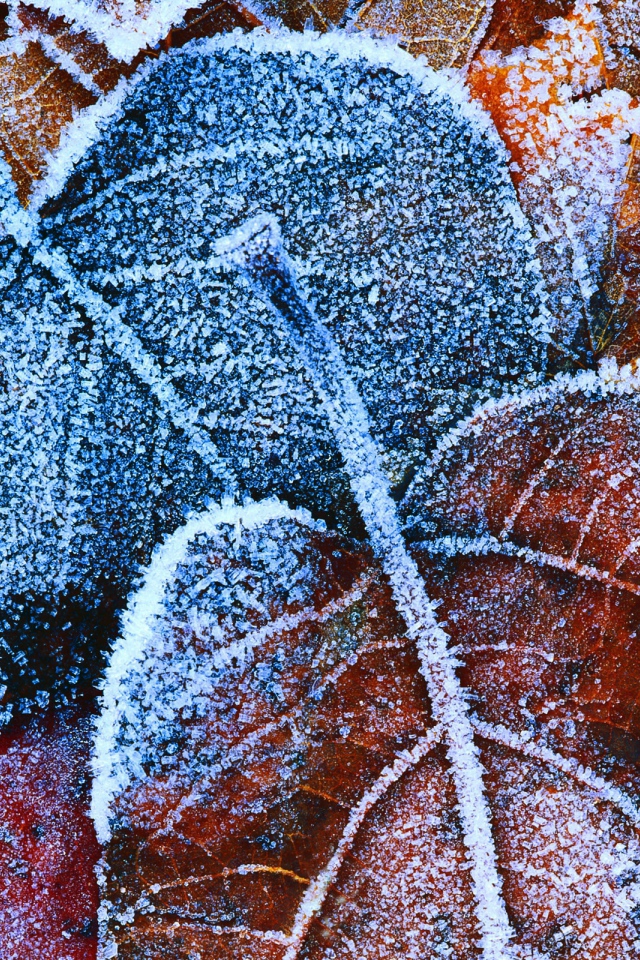 Frosty autumn leaves