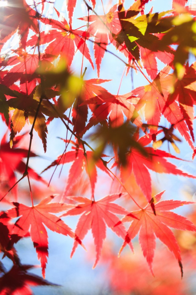 Red leaves in the sun