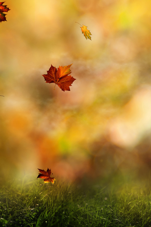 	   Autumn leaves