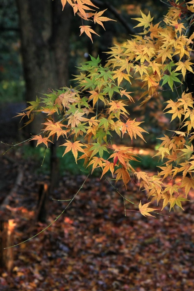 Осеннее дерево в лесу