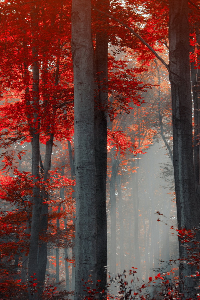 Деревья с красной листвой