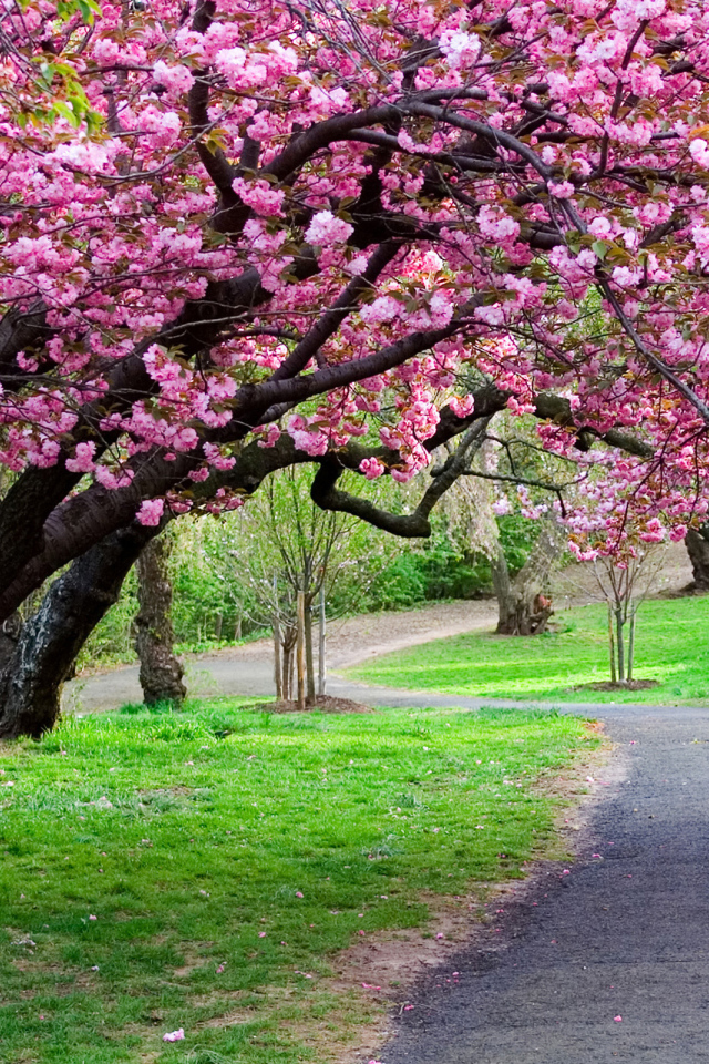 Красивое цветущее дерево весной
