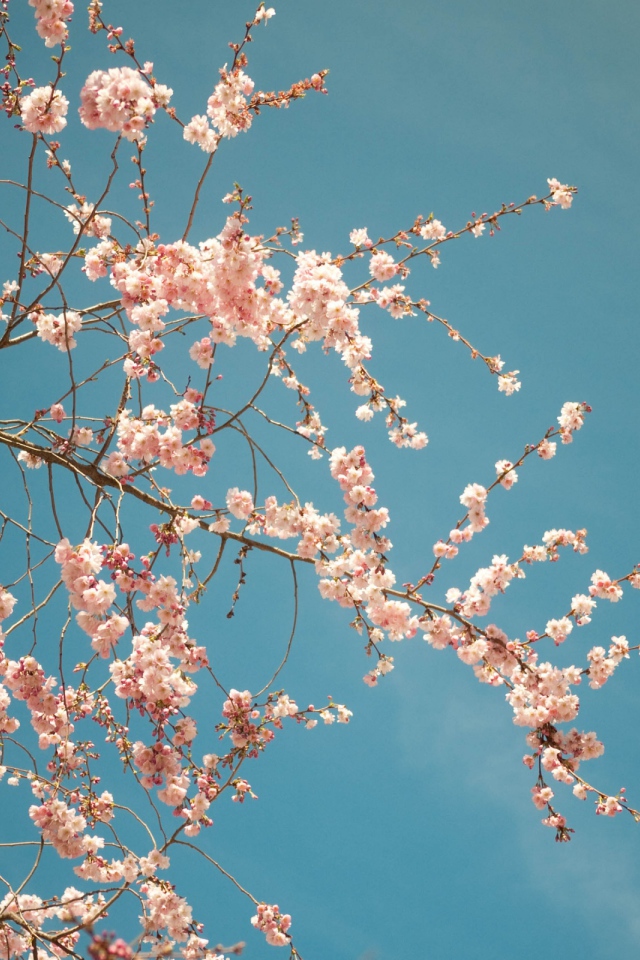 Красивое дерево цветущее весной