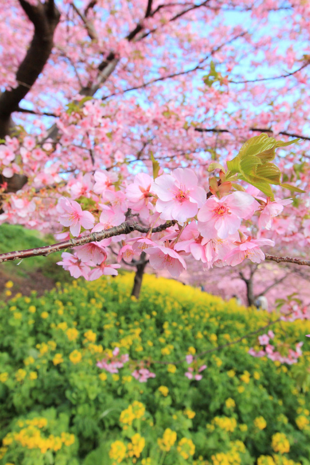 Цветение дерева весной