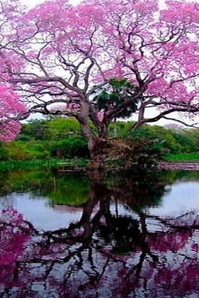 Цветущее дерево у озера
